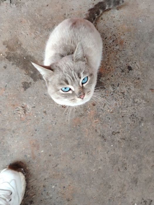 Кошечка ищет тёплый  дом