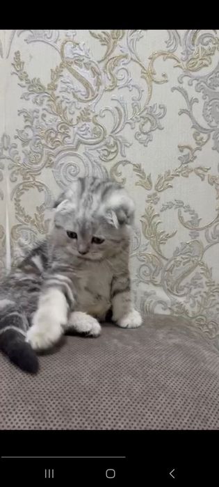 продаётся котенок скотиш фолд