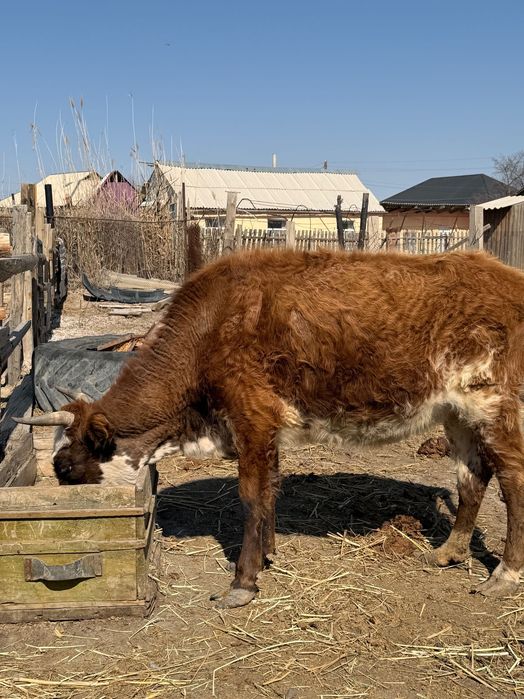 Буаз сиыр сатылады
