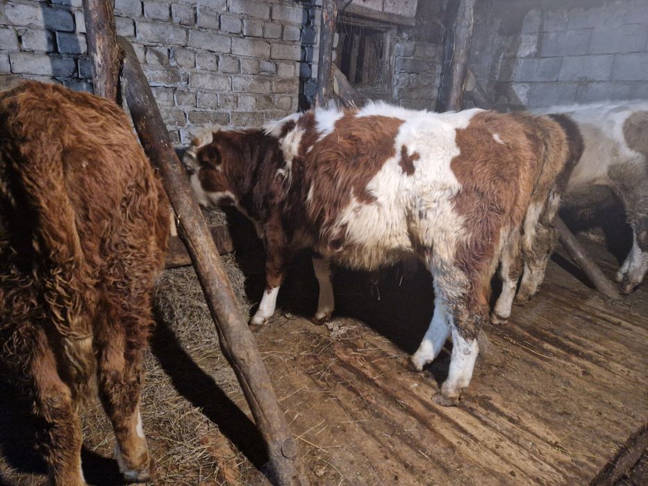 Продам подсос бычки