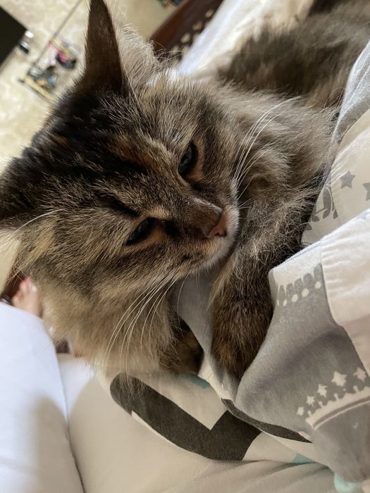 Кошка потерялась! Вознаграждение