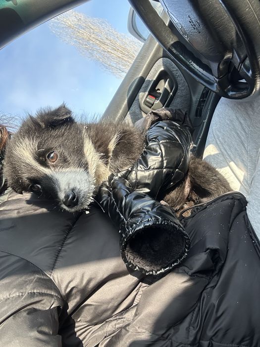 Пристраивается щенок девочка