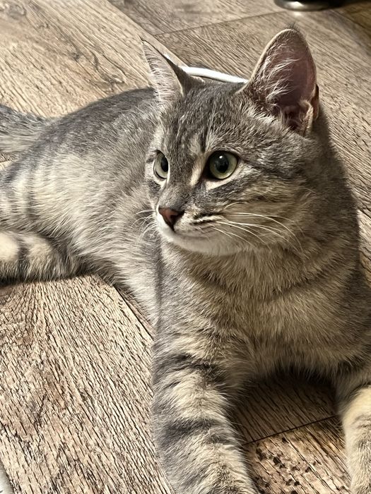 Мысык кошка 6 мес