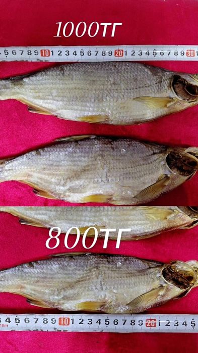 рыбец балыгы сатылады