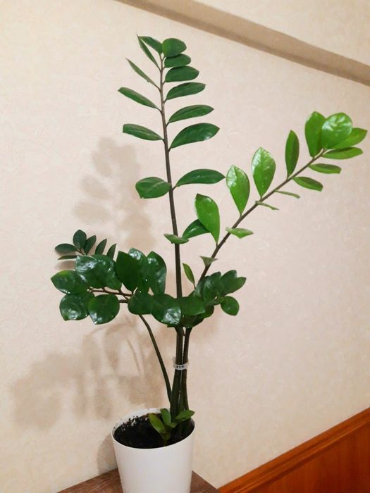 Молодой и крепкий замиокулькас (долларовое дерево)