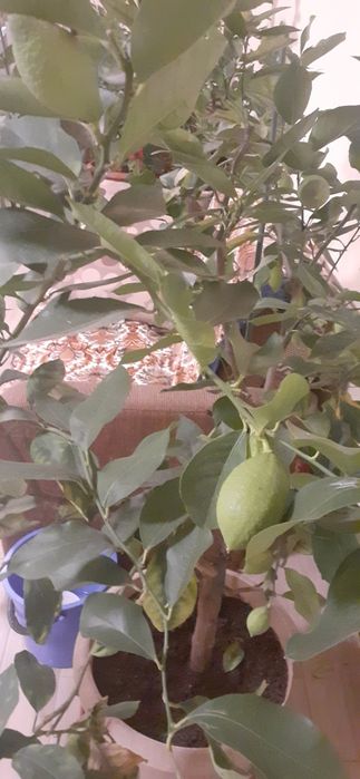 Lămâi roditori de 1,5 m