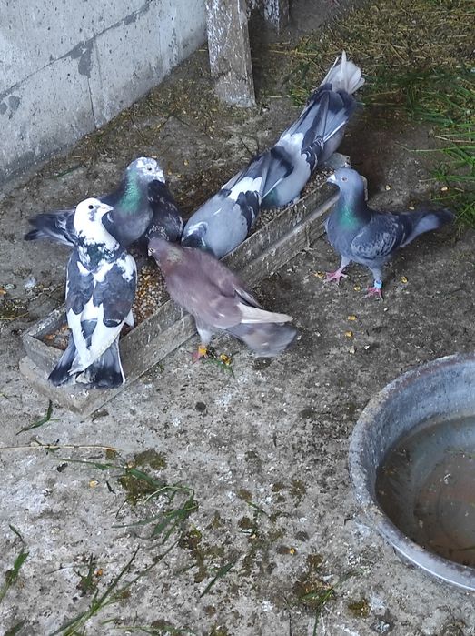De vânzare porumbei voiajori