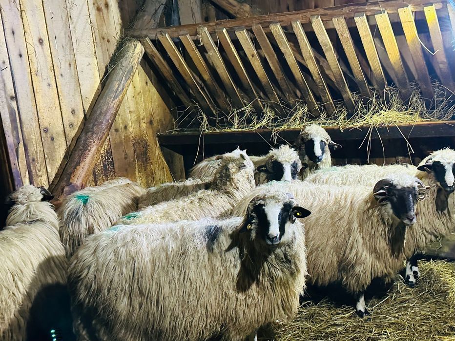 Disponibile 7 oi, 4 sunt fatate și 3 urmează