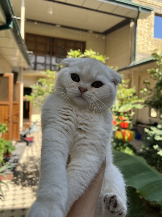 Scottish fold mushuk
