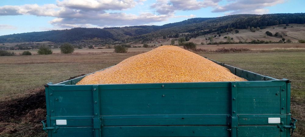 Porumb boabe de vănzare