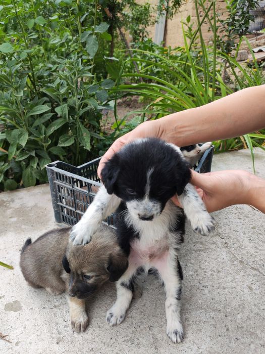 Спаниель охотник. Spaniel ovchi kuchuk bolalari