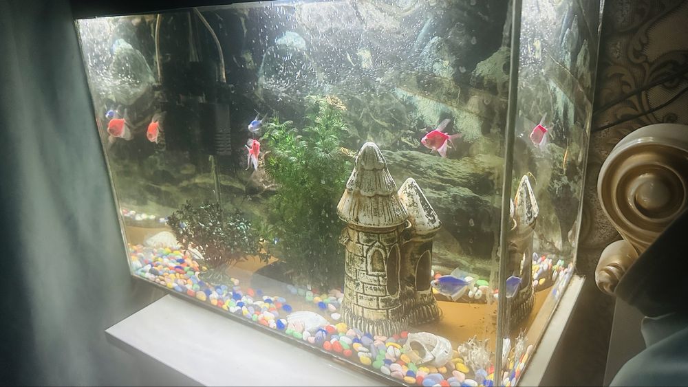 Аквариум с рыбками