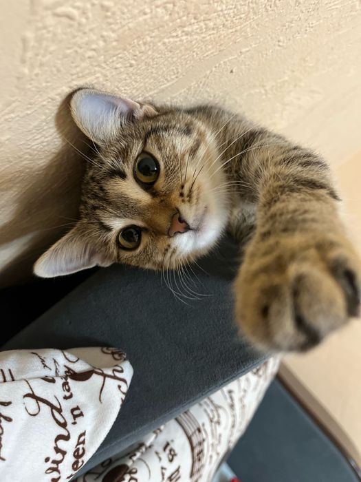 Отдам кошку бесплатно