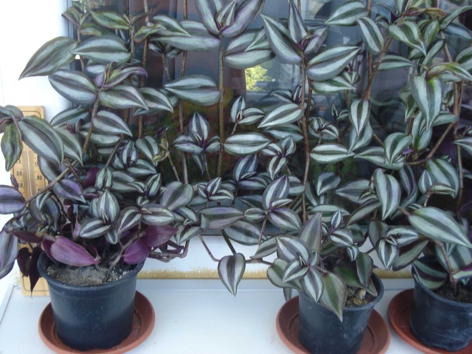 Традесканция, Сансевиера, Кактус, Калатея Розеопикта