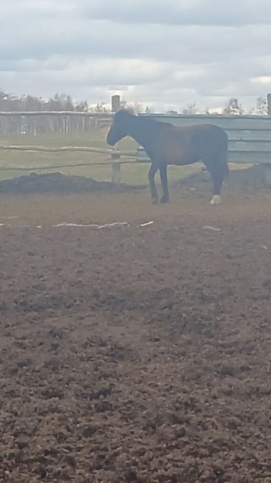 Продам кобылу 5лет