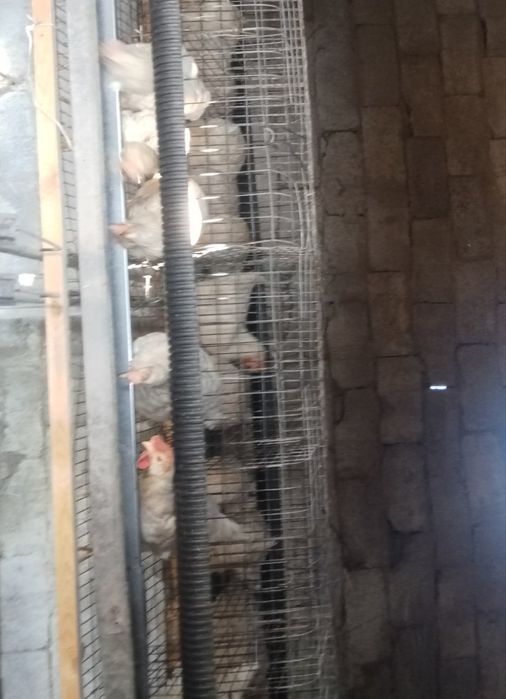 Loman sendi tovuqlaro sotiladi