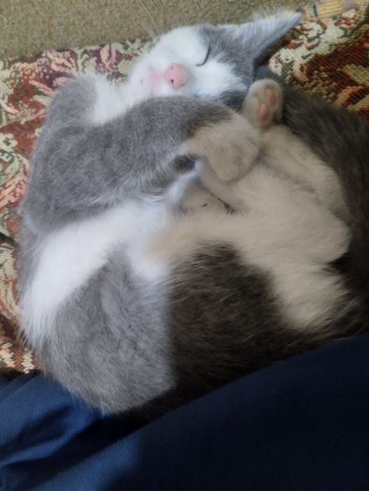 Отдам в хорошие руки котенка