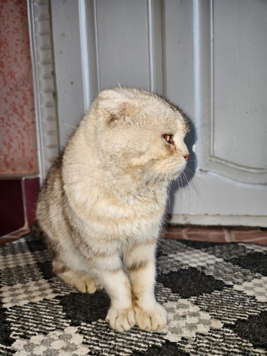 Scottish Fold zitiga mansub bo'lgan mushuk sotiladi