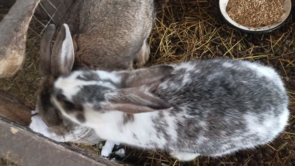 Продам кроликов парней