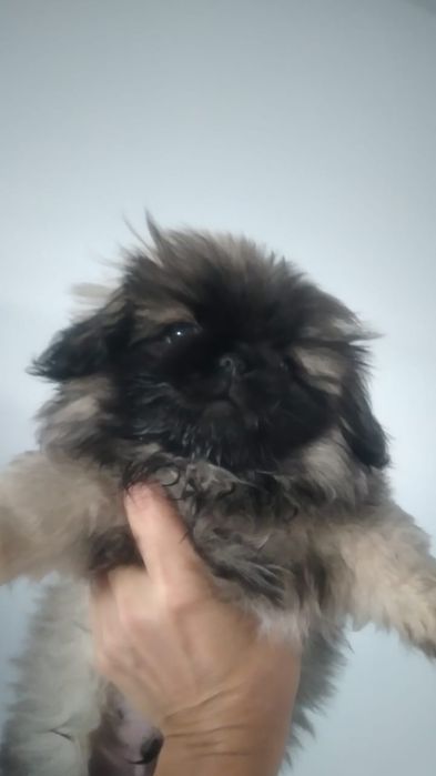 Собаки.порода пекинес