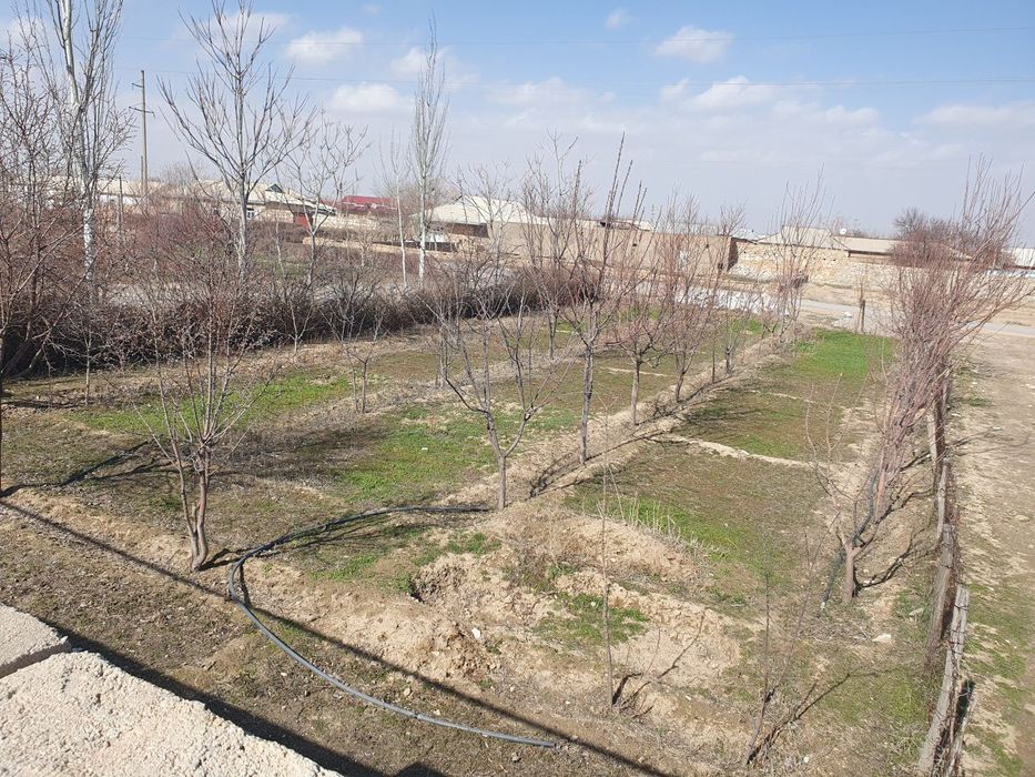 Nurota tumani G.Gulom mfyda 8 sutix uchaska sotiladi