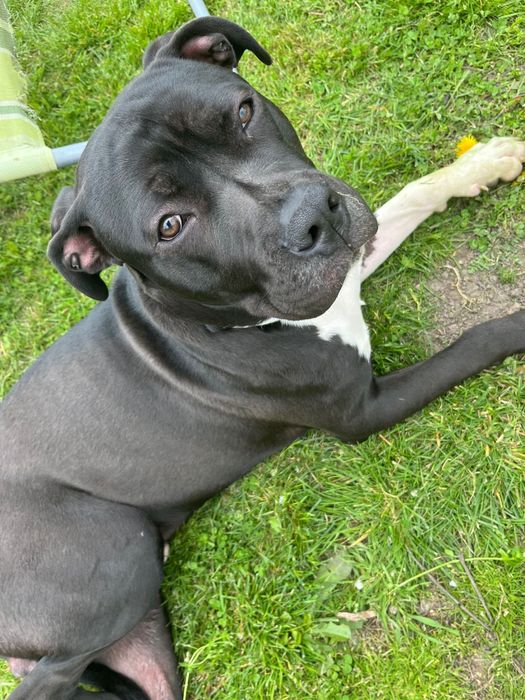 Donez Amstaff gratis