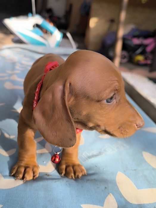 Teckel Dachshund