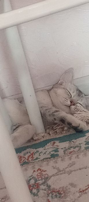 Продается котенок