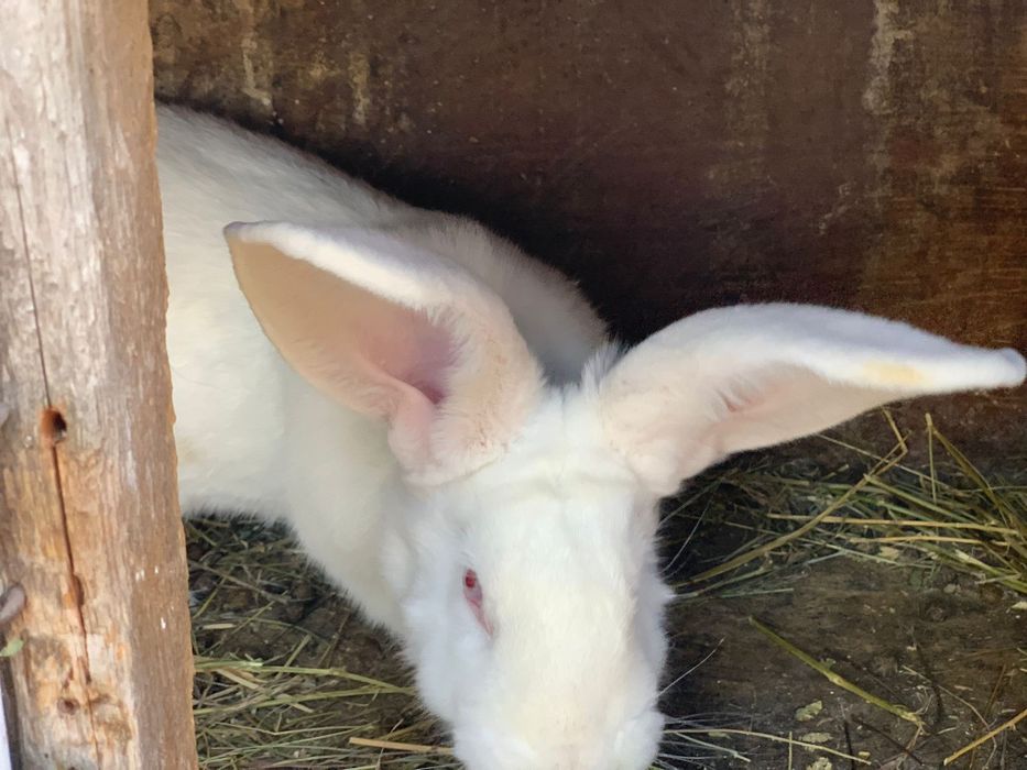 Vand porumbei, iepuri si gaini