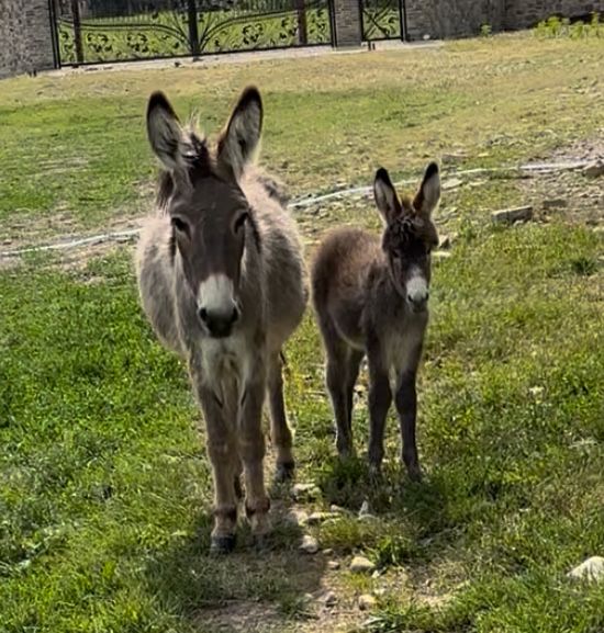 Vand magarite cu lapte foarte bune ajunge la 1 litru de lapte la muls