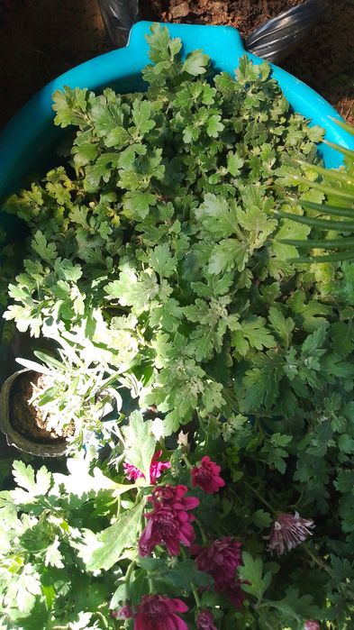 Комнатные цветы от  500 теңге