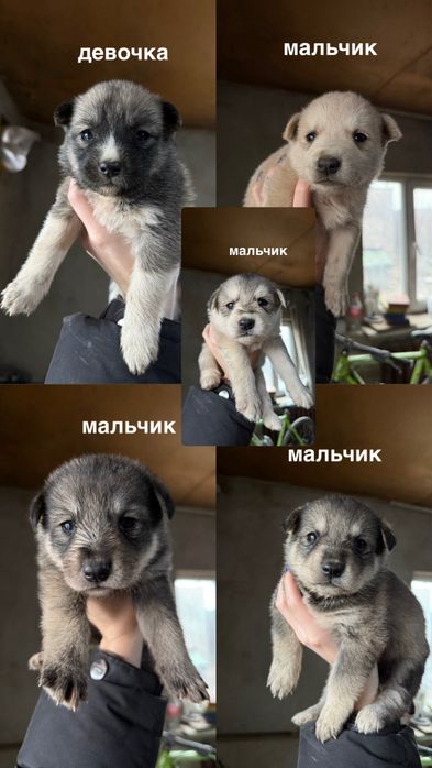 отдам щенков бесплатно