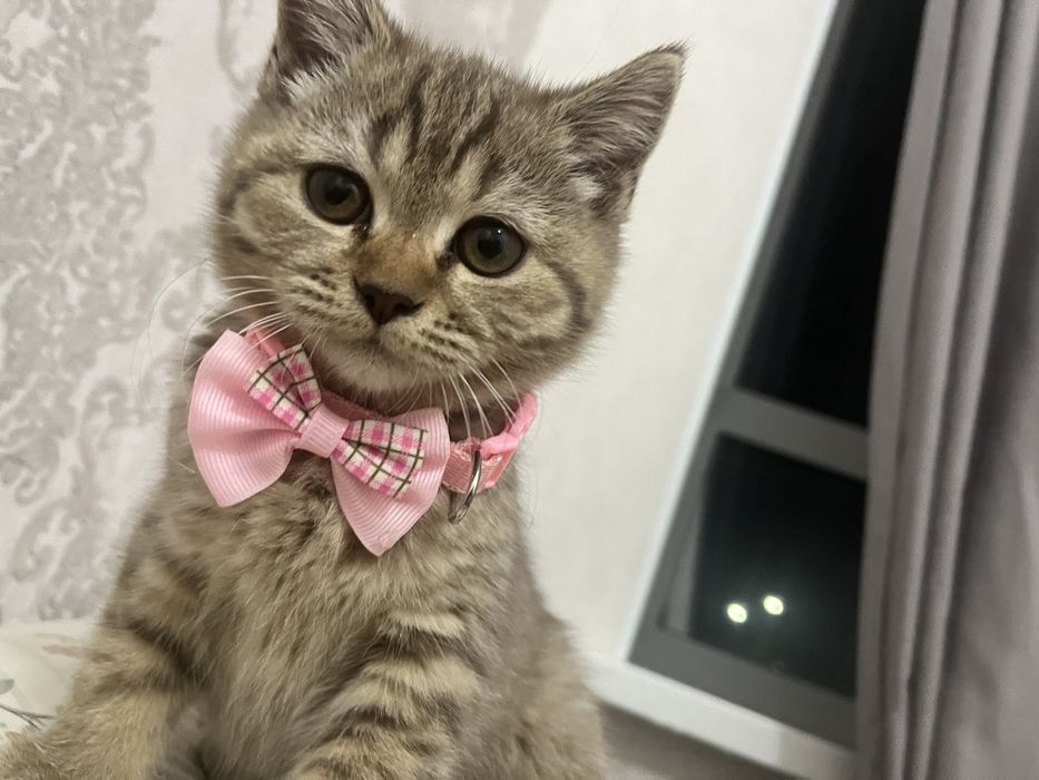 Отдам кошечку британку в хорошие руки