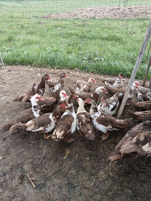 Rațe mute de vânzare