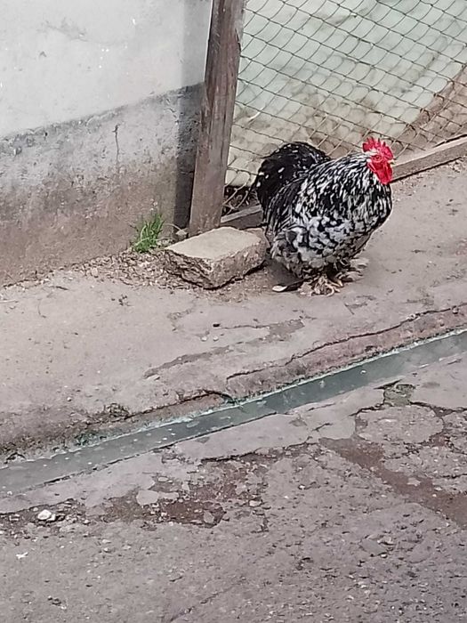 Porumbei voltați de vânzare