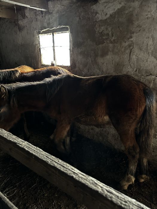 Продам жеребят 2025 года