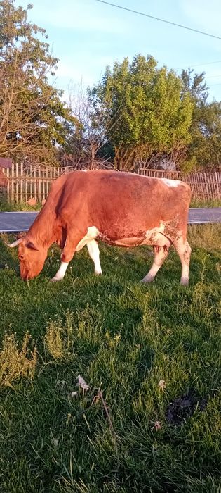 Vind vaca bună de lapte
