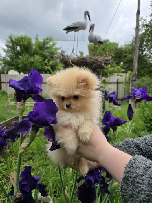 Померанский шпиц