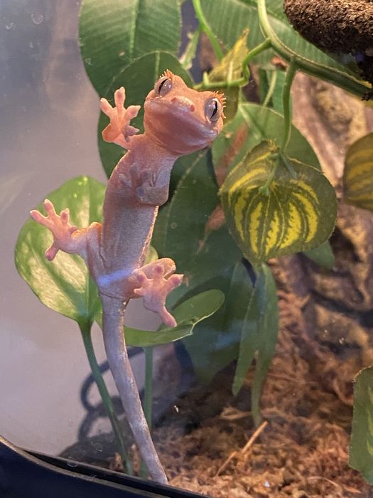 Бебета ресничест гекон (Correlophus ciliatus)