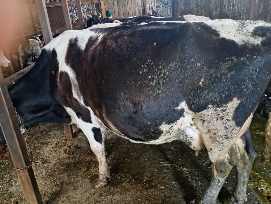 Vand vaca de 700 de kg