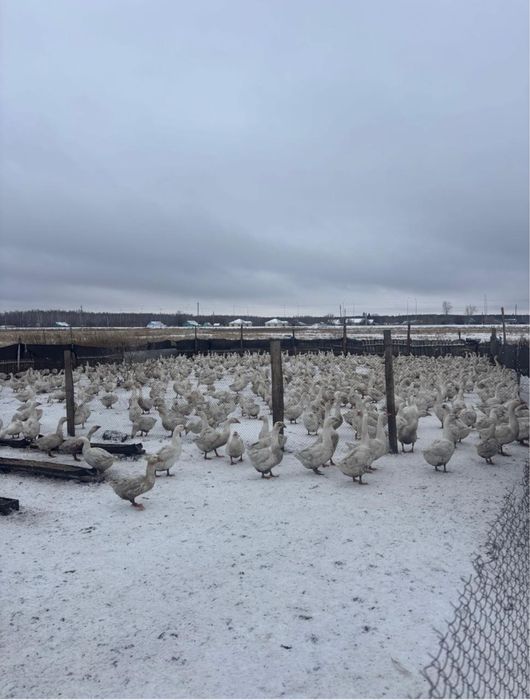 Продам гусей Линда