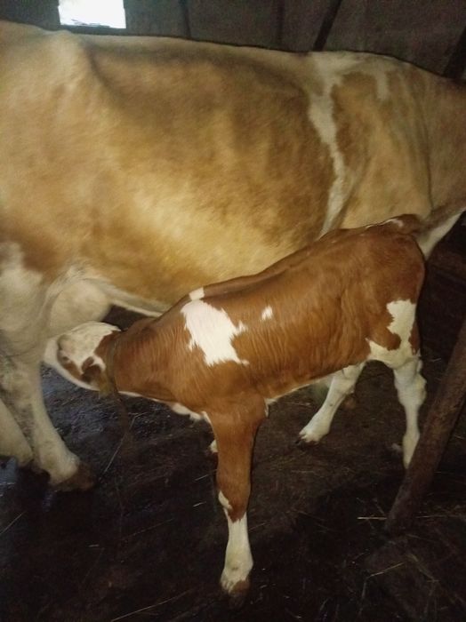 Vaca cu vițel de vînzare