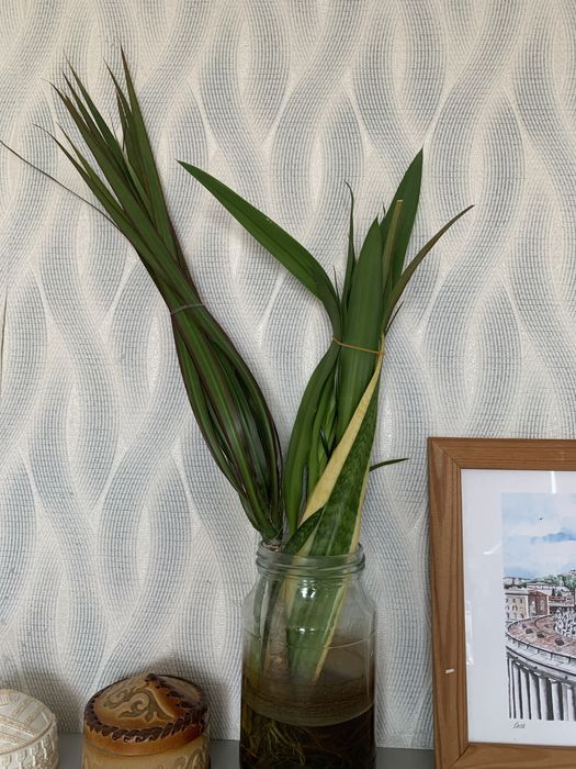 Срочно продам крассула/толстянку