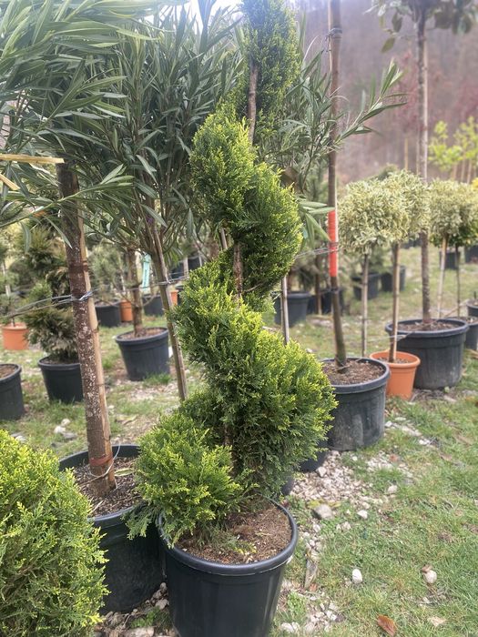 Tuia Spiral , Cupressocyparis . plante