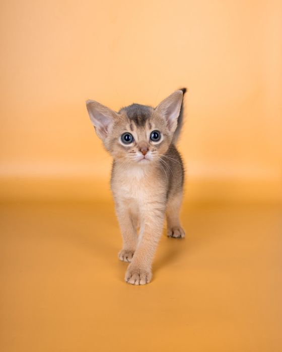 Абиссинские элитные котята