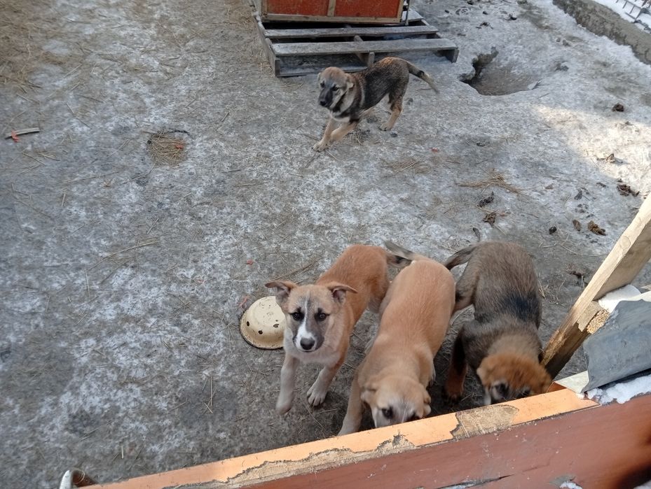 Отдам щенков бесплатно