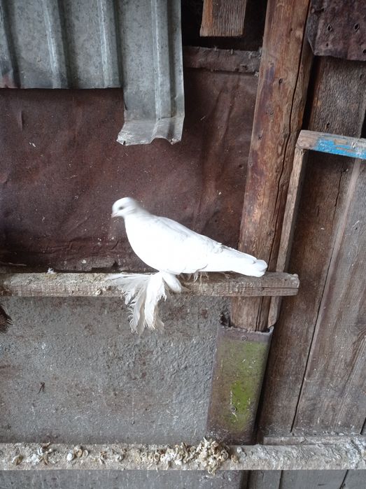 Голуби молодеж самка