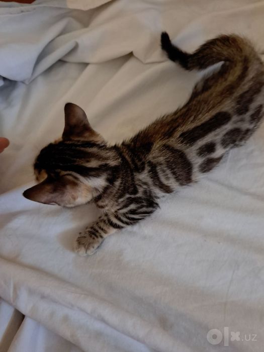 Bengal Mushuklari