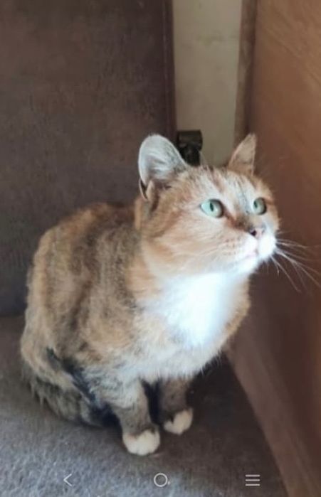 Отдам кошку в добрые руки