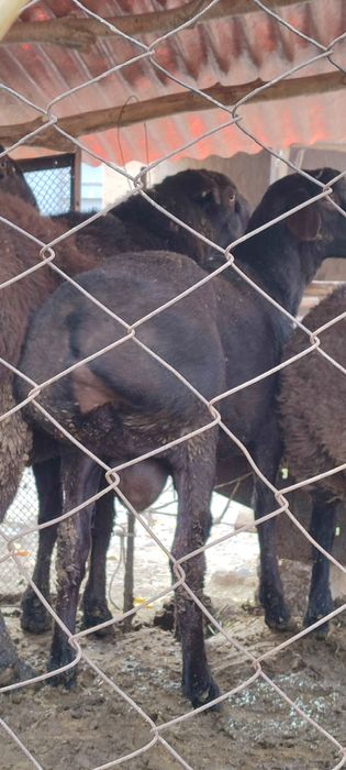 Qozi Qochqorla va kotta zotga tushadigan Qochqorla bor sotiladi